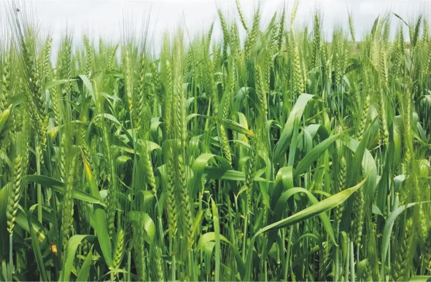 Food Prices in Focus - Pakistan Sets New Crop Targets Amid Rising Costs