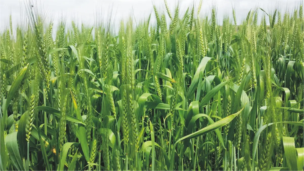 Food Prices in Focus - Pakistan Sets New Crop Targets Amid Rising Costs