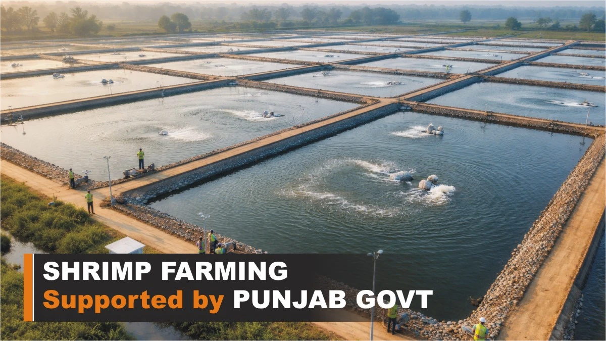 Punjab Govt Launches Shrimp Farming Scheme - Turing Barren land into Shrimp Farms